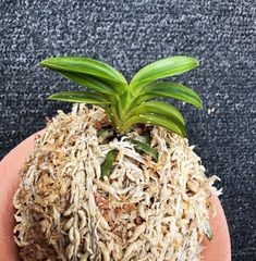 �ٵ������ü鴧�����ң���Ω��