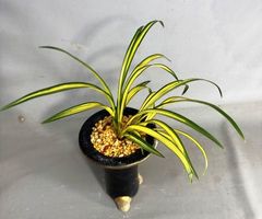 売約済 | 春蘭・富貴蘭WEB通販 三香園