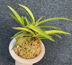 売約済 | 春蘭・富貴蘭WEB通販 三香園