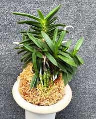 富貴蘭 | 春蘭・富貴蘭WEB通販 三香園