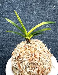 富貴蘭 | 春蘭・富貴蘭WEB通販 三香園