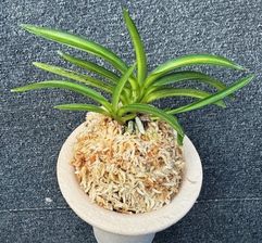 売約済 | 春蘭・富貴蘭WEB通販 三香園