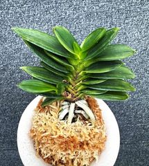 富貴蘭 | 春蘭・富貴蘭WEB通販 三香園