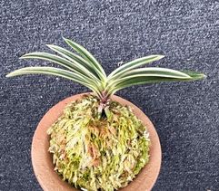 取扱一覧 | 春蘭・富貴蘭WEB通販 三香園