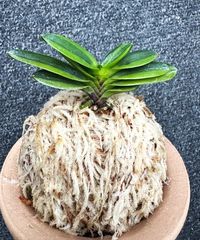 �ٵ��������������ڣ���Ω��