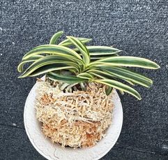 富貴蘭　花魁　1条子付き 富貴蘭 | 春蘭・富貴蘭WEB通販 三香園