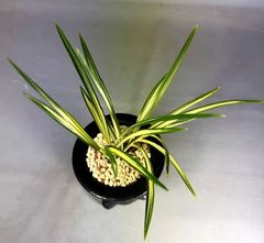 春蘭 | 春蘭・富貴蘭WEB通販 三香園