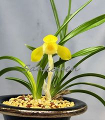 春蘭 | 春蘭・富貴蘭WEB通販 三香園