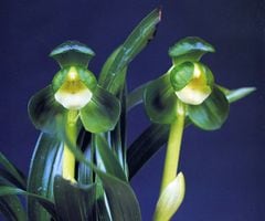 春蘭 春蘭 | 春蘭・富貴蘭WEB通販 三香園