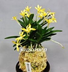 取扱一覧 | 春蘭・富貴蘭WEB通販 三香園