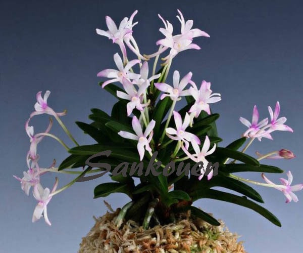 富貴蘭　花魁　1条子付き 富貴蘭 芙蓉 1本子付き | 春蘭・富貴蘭WEB通販 三香園