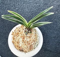 売約済 | 春蘭・富貴蘭WEB通販 三香園