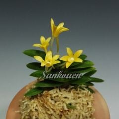 富貴蘭 | 春蘭・富貴蘭WEB通販 三香園