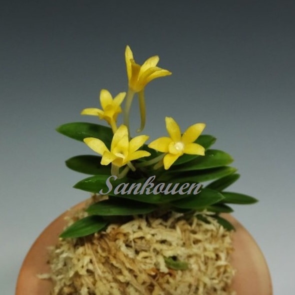富貴蘭 玉金剛黄花 2本子付き | 春蘭・富貴蘭WEB通販 三香園