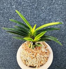 富貴蘭 | 春蘭・富貴蘭WEB通販 三香園