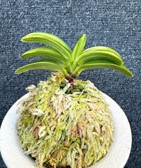 売約済 | 春蘭・富貴蘭WEB通販 三香園