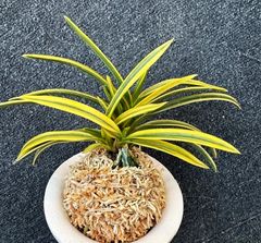 売約済 | 春蘭・富貴蘭WEB通販 三香園