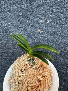 売約済 | 春蘭・富貴蘭WEB通販 三香園