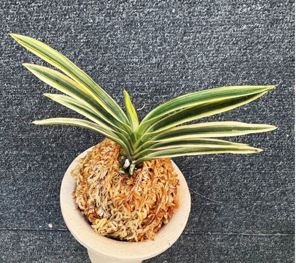 奄美富貴蘭 大観 1本立ち | 春蘭・富貴蘭WEB通販 三香園