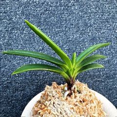 �ٵ��������μ������ң���Ω��