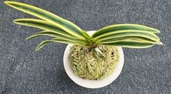 富貴蘭 | 春蘭・富貴蘭WEB通販 三香園