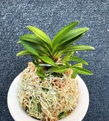 売約済 | 春蘭・富貴蘭WEB通販 三香園