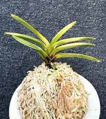 すべての商品 | 春蘭・富貴蘭WEB通販 三香園