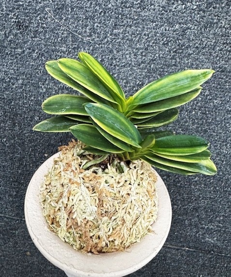 富貴蘭 桃山香 2本立ち | 春蘭・富貴蘭WEB通販 三香園