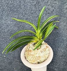 富貴蘭 | 春蘭・富貴蘭WEB通販 三香園