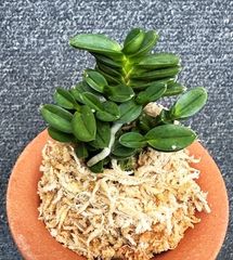 富貴蘭　大観(3本子付き) 000000003024_NojCzkI.jpg