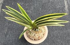 富貴蘭 | 春蘭・富貴蘭WEB通販 三香園