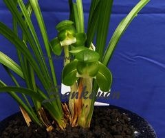 ���ܽ�������١��Ǿ��ڣ��ֲܲꣴ���դ�