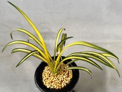 春蘭・富貴蘭WEB通販 三香園 |