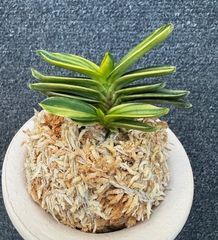 富貴蘭　大観(3本子付き) 富貴蘭 | 春蘭・富貴蘭WEB通販 三香園