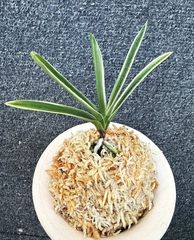 売約済 | 春蘭・富貴蘭WEB通販 三香園