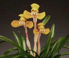 �ڹ���������Τ�����ڣ��ֲܲ꣱���դ�