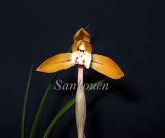 ���ܽ���������ϩ�����ڣ��ֲܲ꣱���դ�