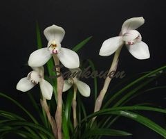 ���������롡���ڣ��ֲܲꣲ���դ�