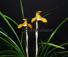 ���ܽ����������ͼ�ǡ����ڣ��ֲܲꣲ���դ�