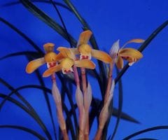 ���ܽ������󽣾�Į�����ڣ��ֲܲ꣱���դ�