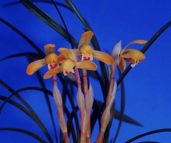 日本春蘭 遠州小町 中木4本花芽1ケ付き | 春蘭・富貴蘭WEB通販 三香園