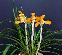 ���ܽ������ִ硡���ڣ��ֲܲꣲ���դ�