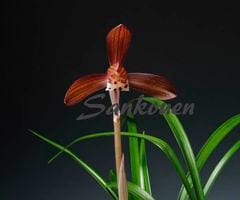 ����������ߡ����ڣ��ֲܲꣲ���դ�