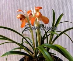 �ڹ�������ȤϤ뤫������ڣ��ֲܲ꣱���դ�