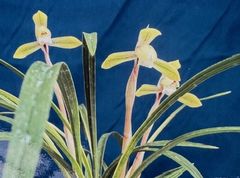 ���ܽ������꽮������ڣ��ֲܲ꣱���դ�