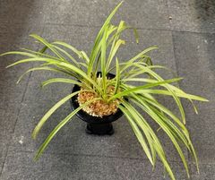 春蘭 | 春蘭・富貴蘭WEB通販 三香園