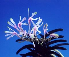 �ٵ�������ζ�����ܻ��դ�