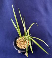 ��������շ�����ʡ����ڣ���Ω��