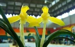 春蘭 | 春蘭・富貴蘭WEB通販 三香園