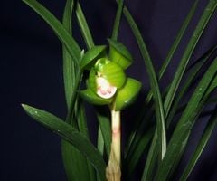 ���ܽ����������б�������ڣ��ֲܲꣳ���դ�